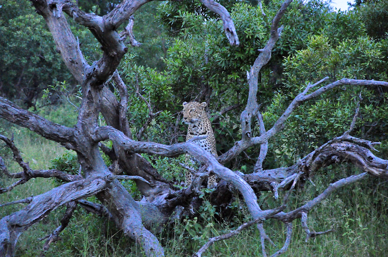 Melanie Heinrich - travel images - Lion Sands Private game reserver Hazyview